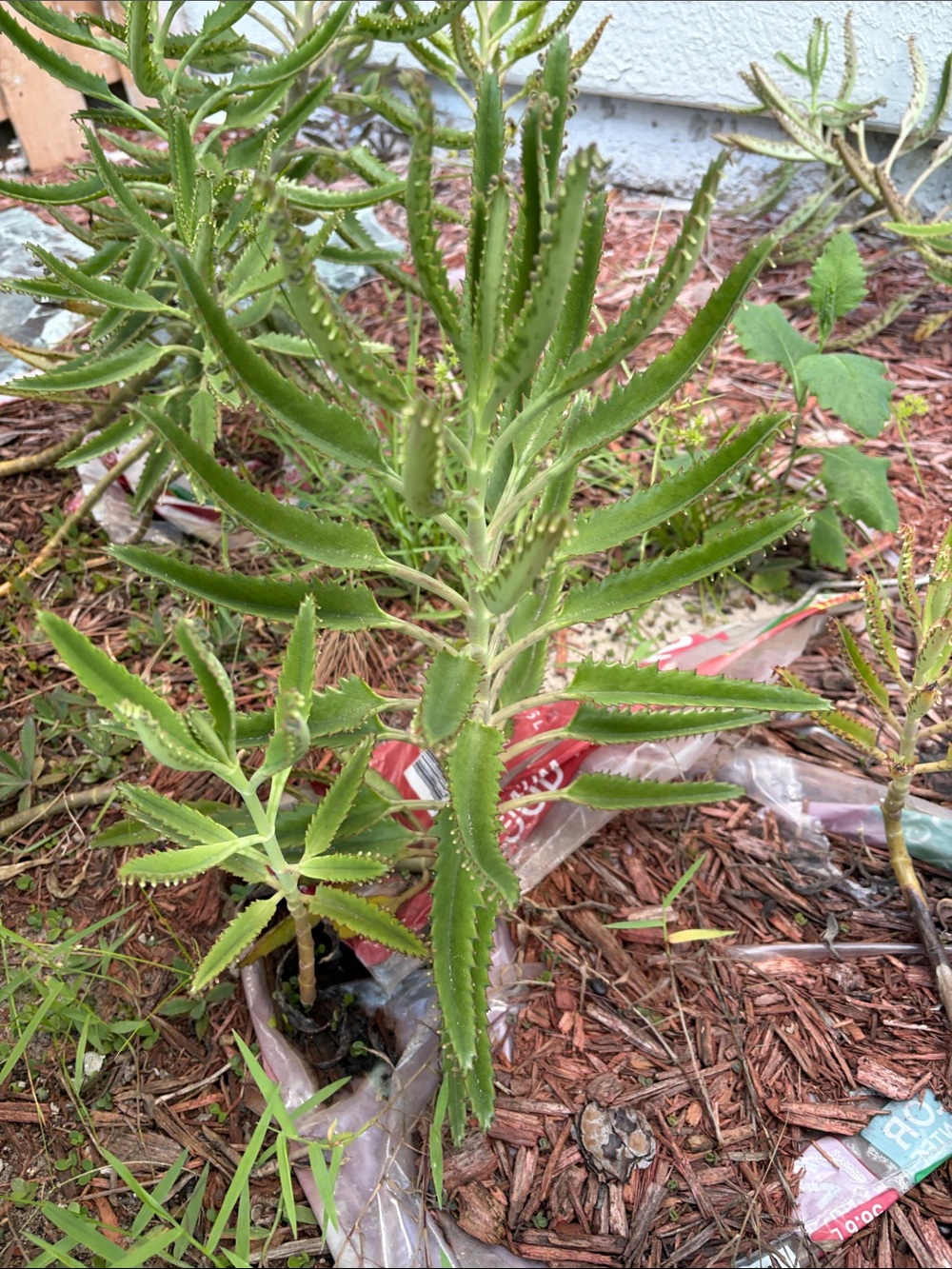 Unbranded mother of 1 million live Plant  4” ft